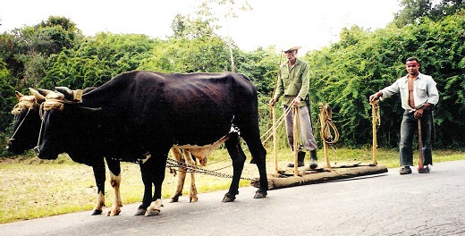 Tobacco farmer in Cuba where sailor bought cigars