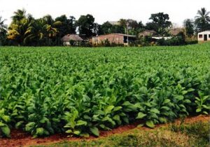 Tobacco growing in Cuba where cigars were urchased